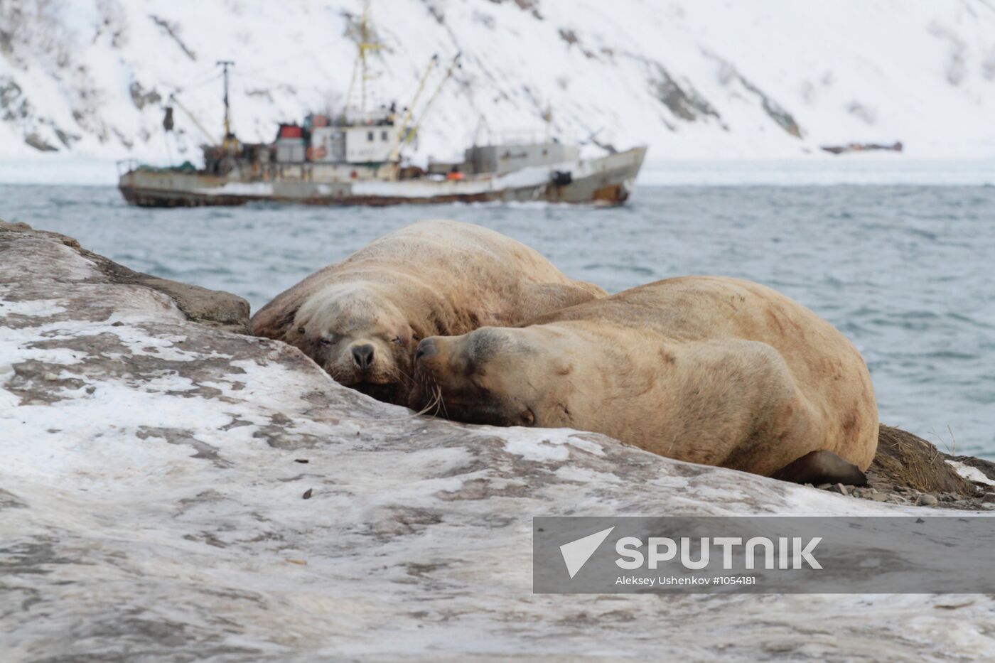 Northern sea lion rookery in Petrovaplovsk-Kamchatsky