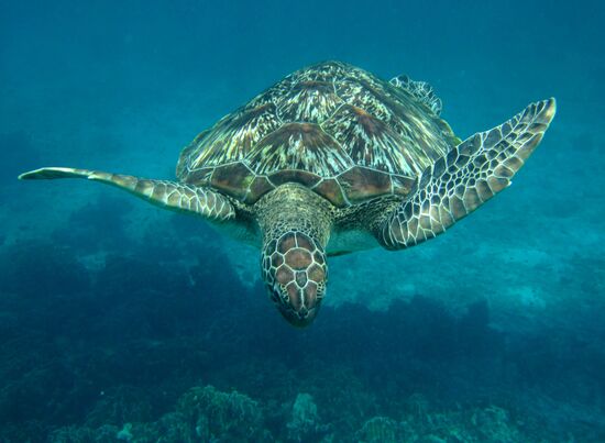 Marine turtles in the Andaman Sea off Similan islands