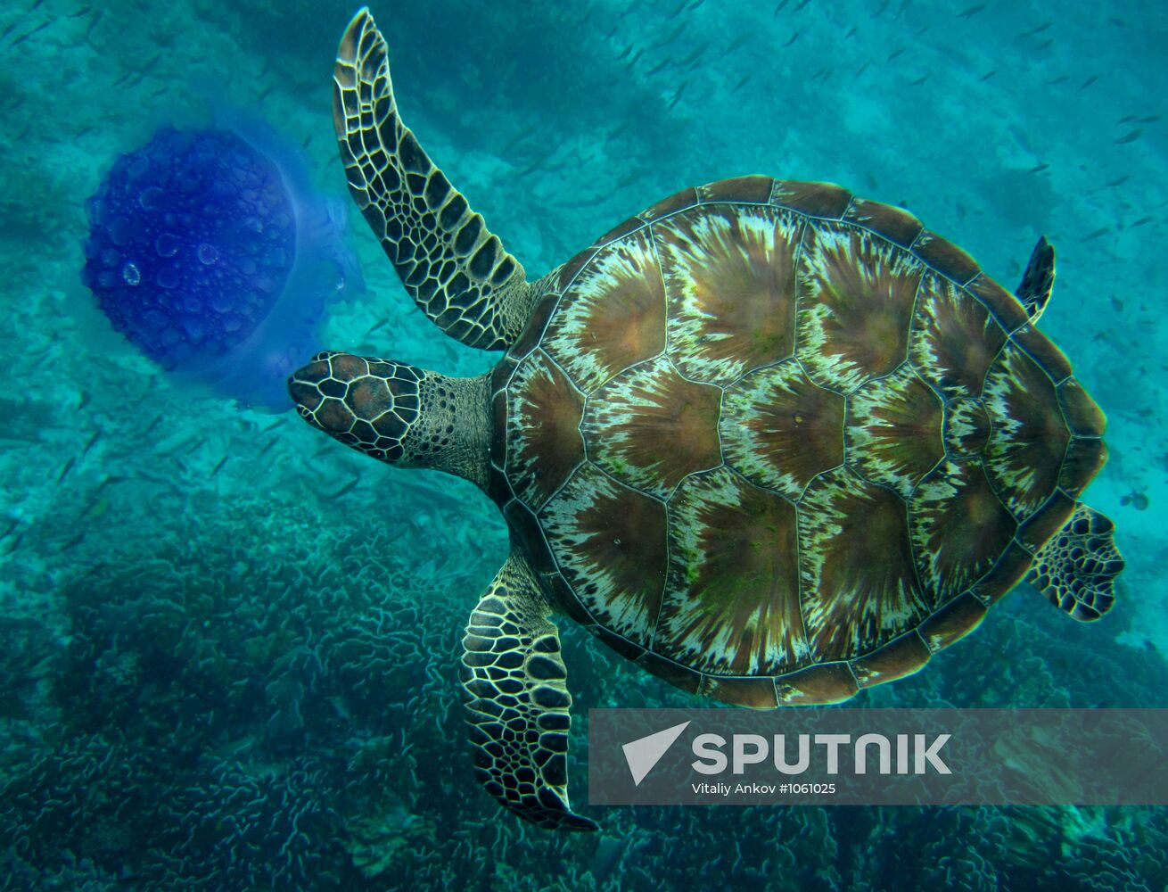 Marine turtles in the Andaman Sea off Similan islands