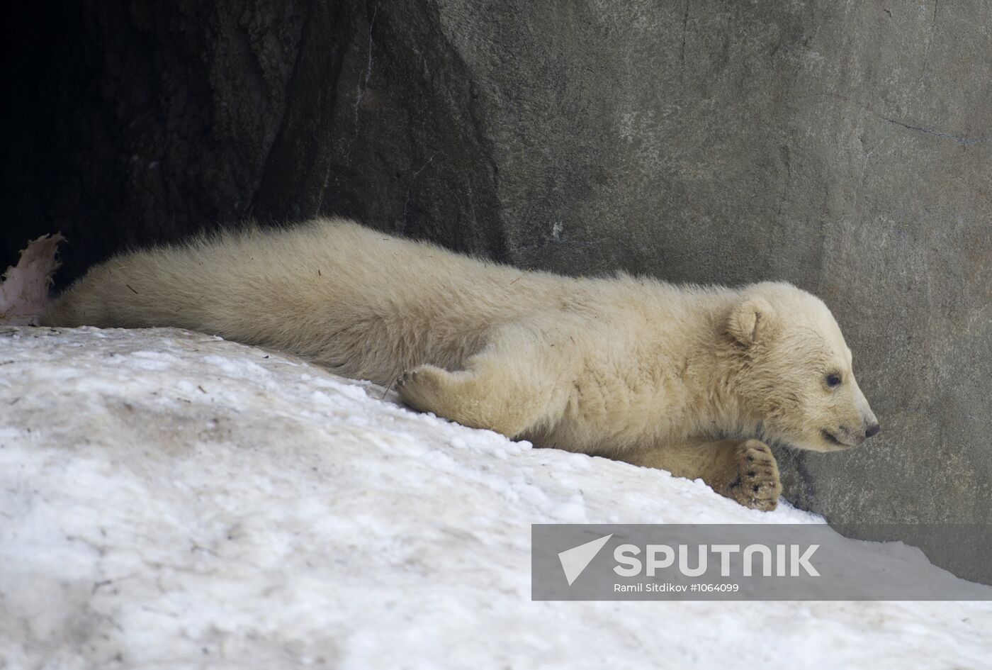 Newborn white bear cubs at Moscow Zoo.