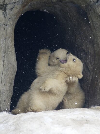 Newborn white bear cubs at Moscow Zoo.