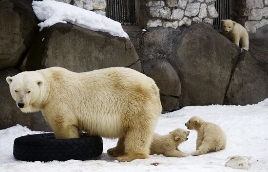 Newborn white bear cubs at Moscow Zoo.