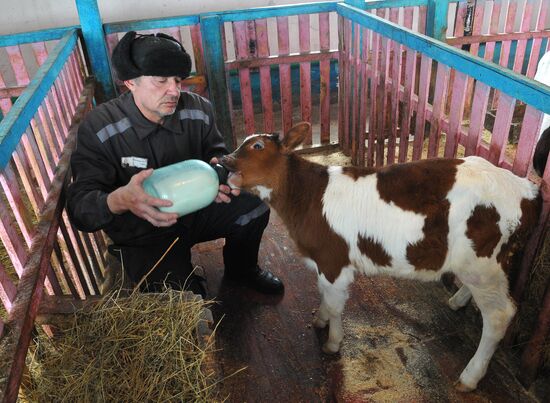 Farm work at penal colony № 21, Kasli