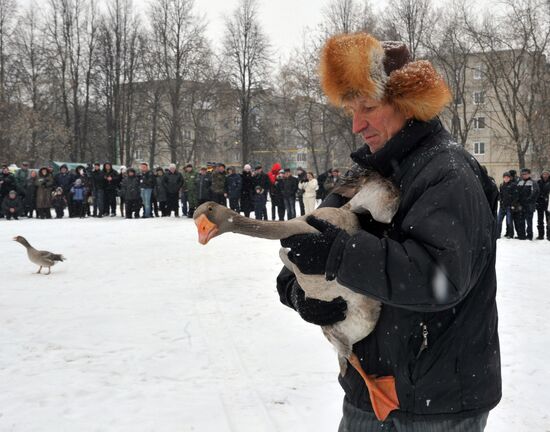 Traditional March goose fights