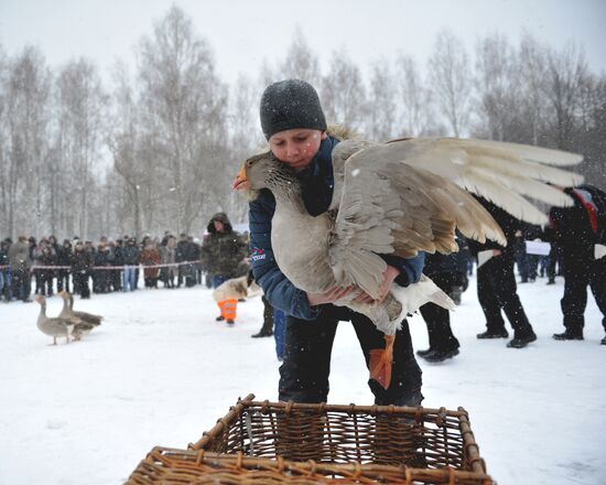 Traditional March goose fights