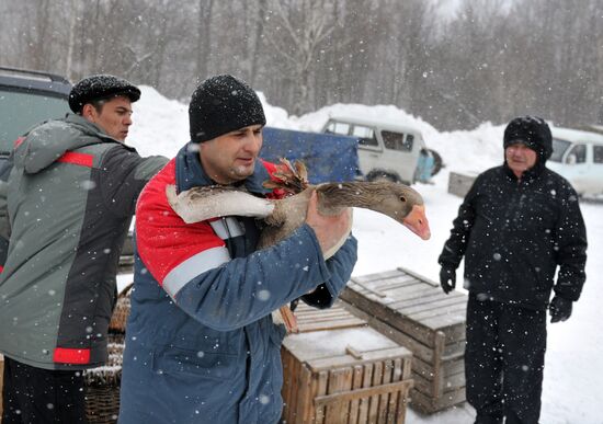 Traditional March goose fights