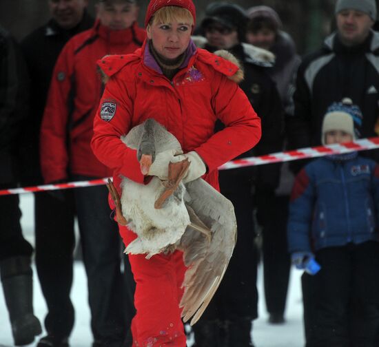 Traditional March goose fights