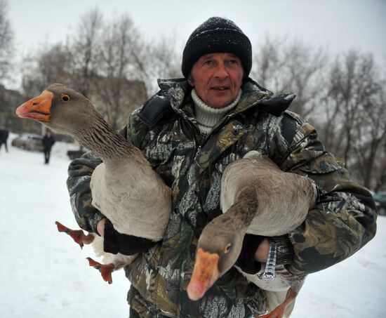 Traditional March goose fights