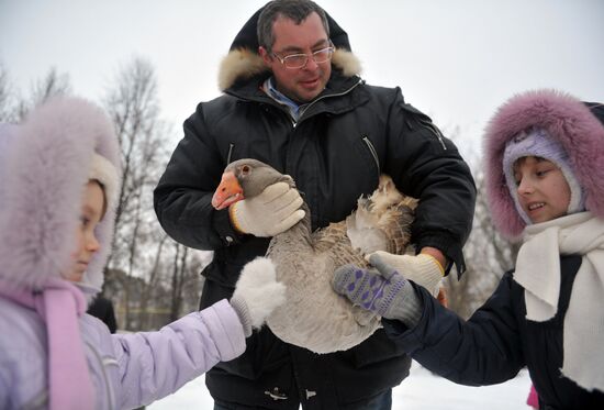Traditional March goose fights