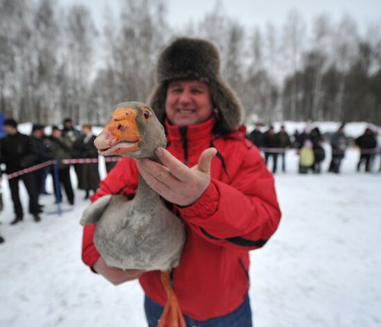 Traditional March goose fights