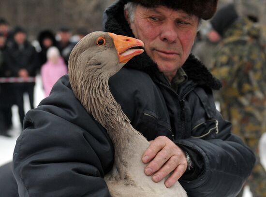 Traditional March goose fights