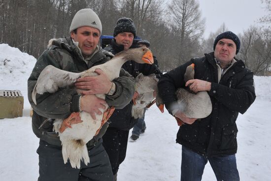 Traditional March goose fights