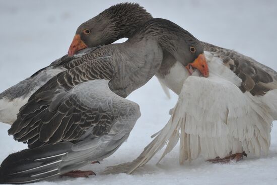 Traditional March goose fights