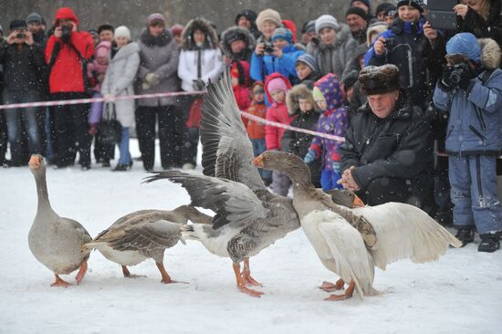 Traditional March goose fights