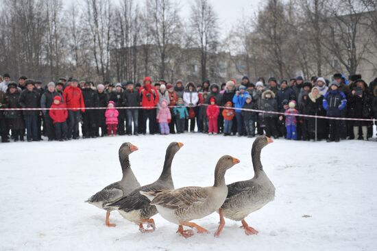 Traditional March goose fights