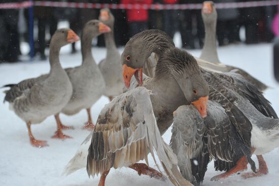 Traditional March goose fights