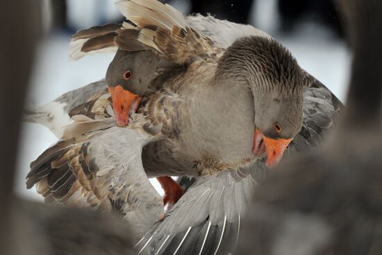 Traditional March goose fights