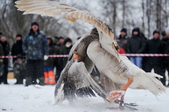 Traditional March goose fights