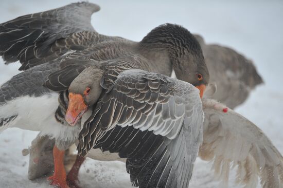 Traditional March goose fights