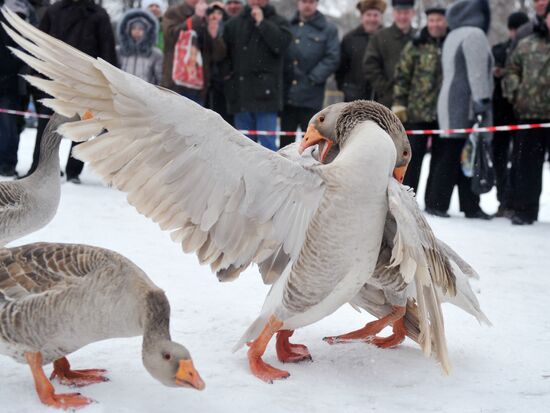Traditional March goose fights