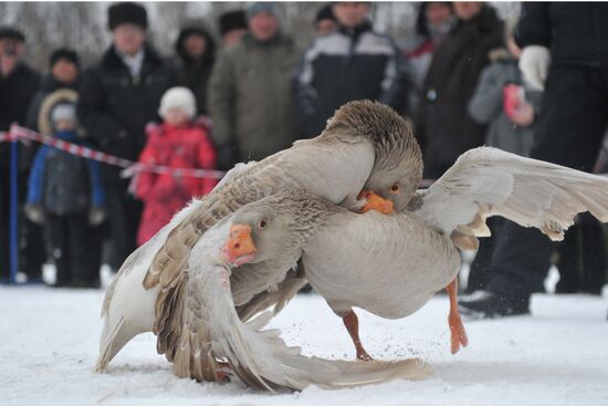 Traditional March goose fights