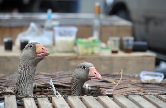 Traditional March goose fights