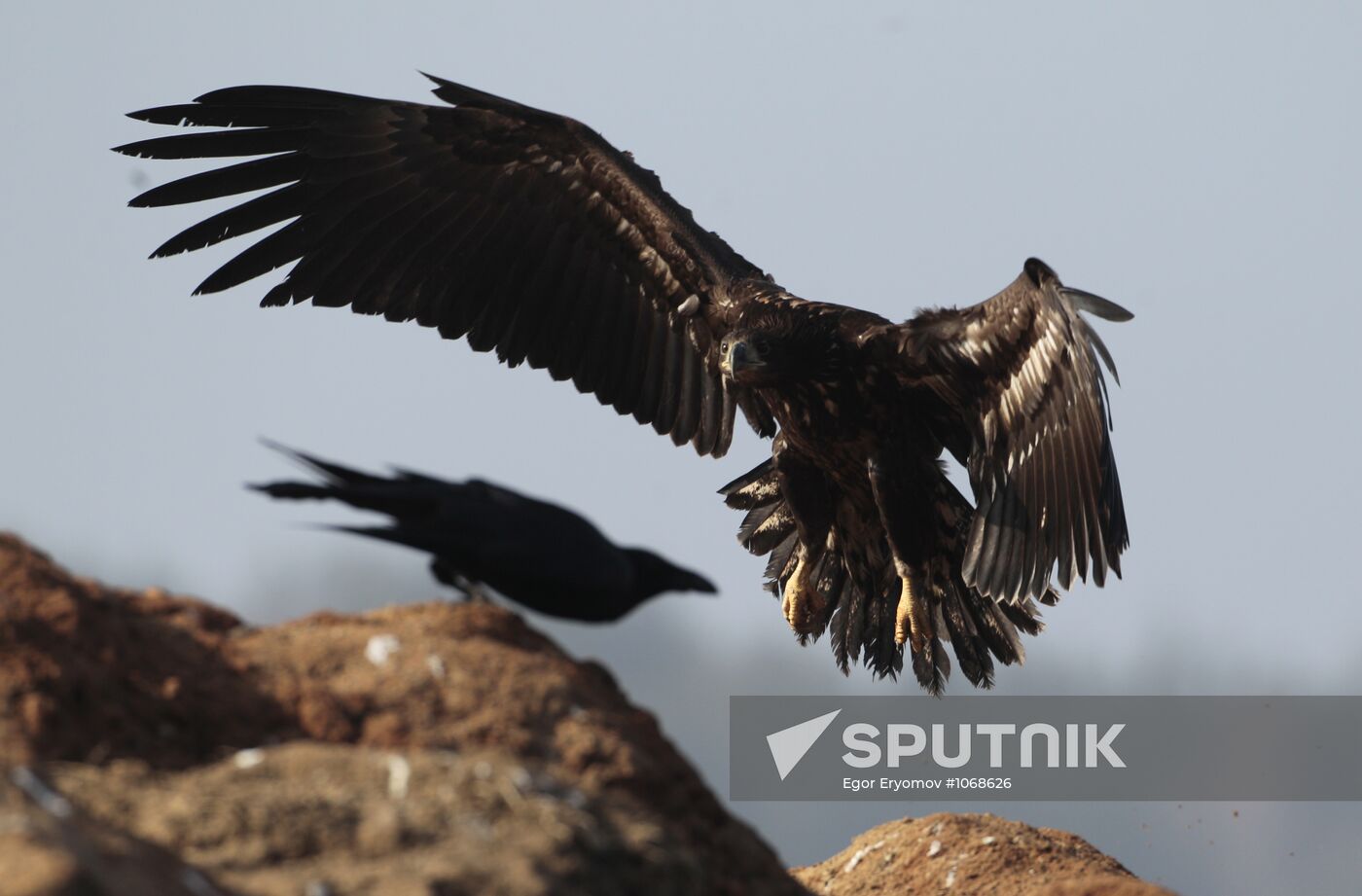 White-tailed eagle