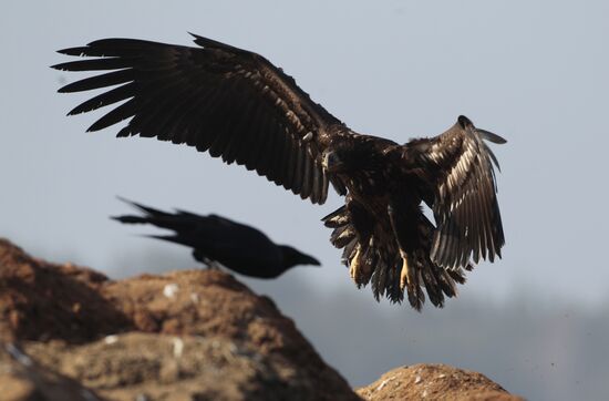 White-tailed eagle