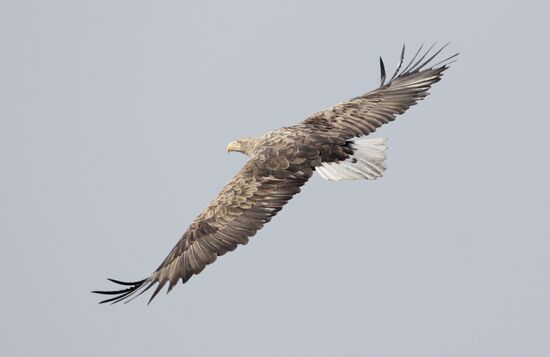 White-tailed eagle