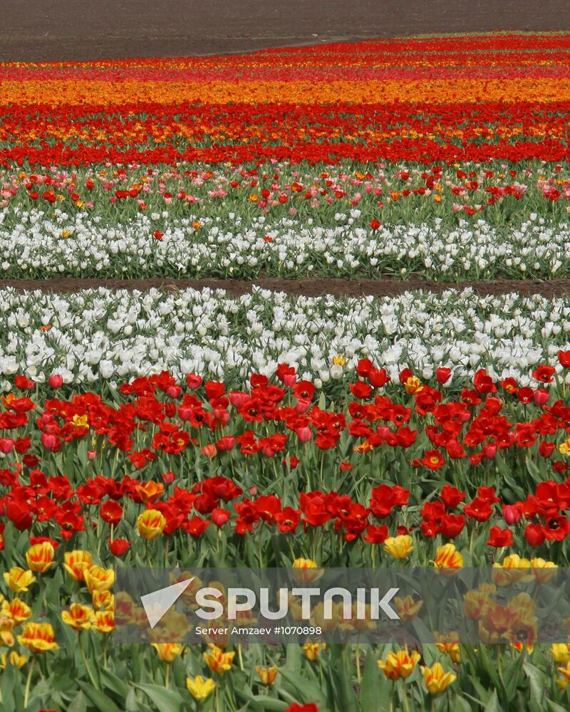 Tulip plantation in Crimea