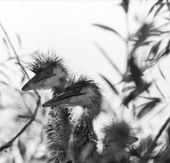 Birds