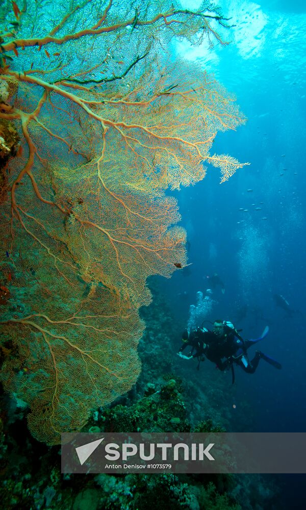 Diving in the Red Sea