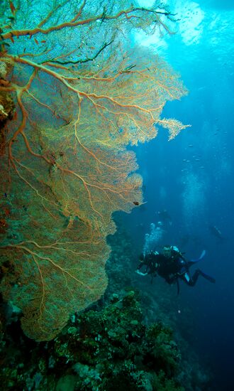 Diving in the Red Sea