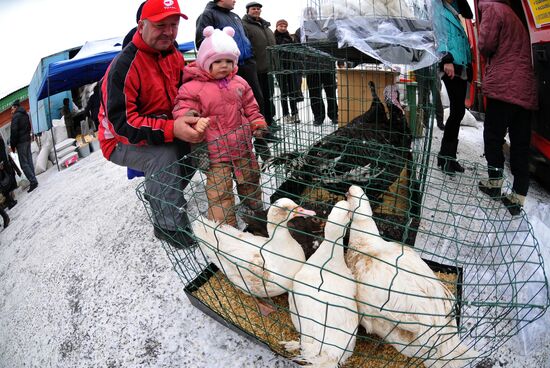 Chelyabinsk Bird Market in operation