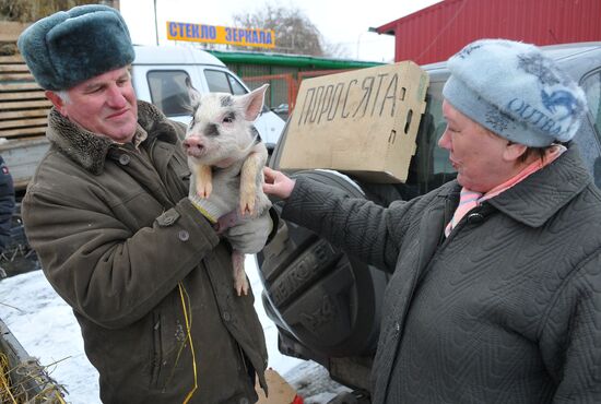 Chelyabinsk Bird Market in operation