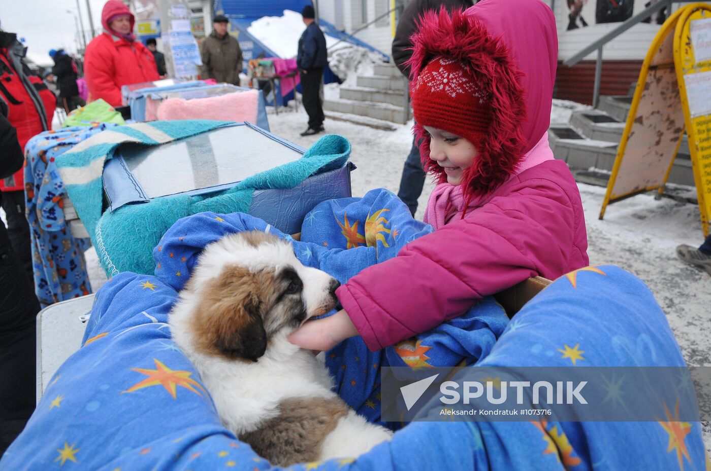 Chelyabinsk Bird Market in operation