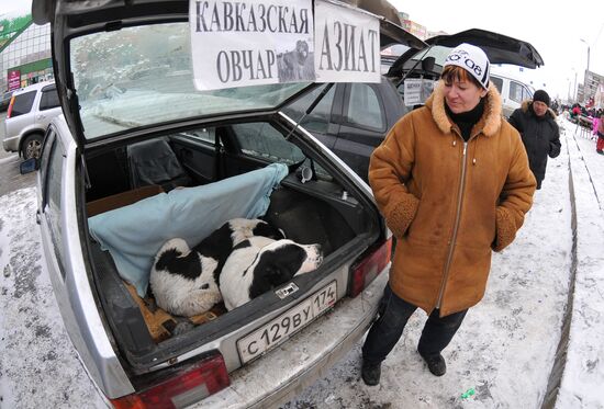 Chelyabinsk Bird Market in operation
