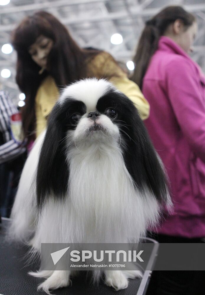 International Dog Show "Eurasia 2012" in Moscow
