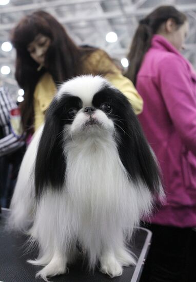 International Dog Show "Eurasia 2012" in Moscow