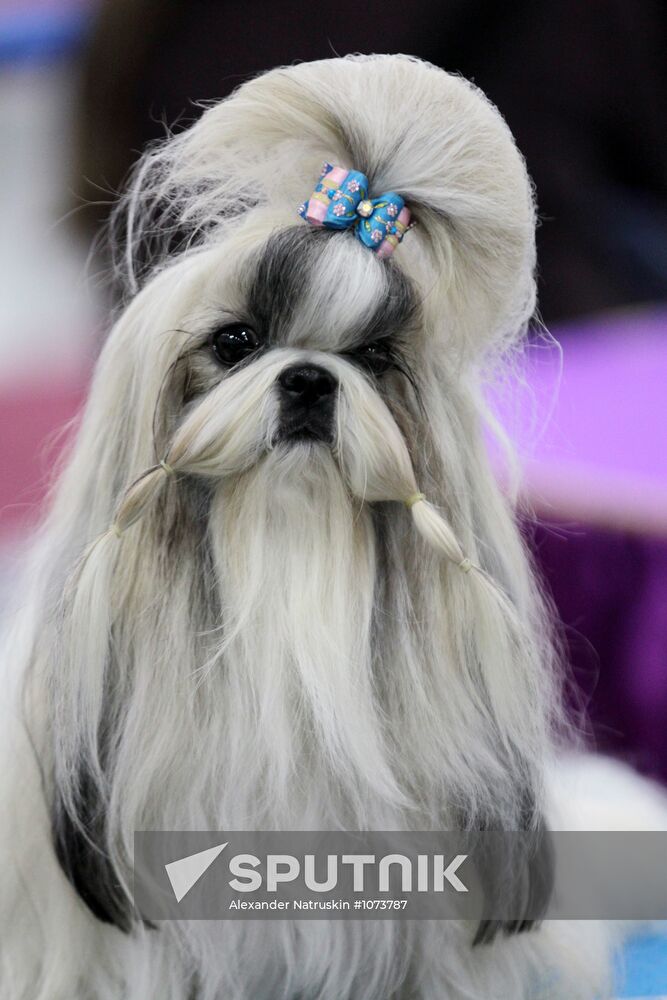 International Dog Show "Eurasia 2012" in Moscow