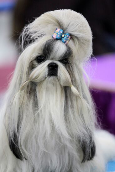 International Dog Show "Eurasia 2012" in Moscow