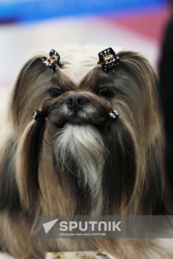 International Dog Show "Eurasia 2012" in Moscow