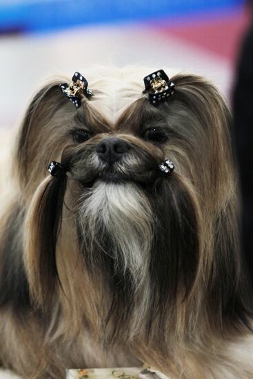 International Dog Show "Eurasia 2012" in Moscow