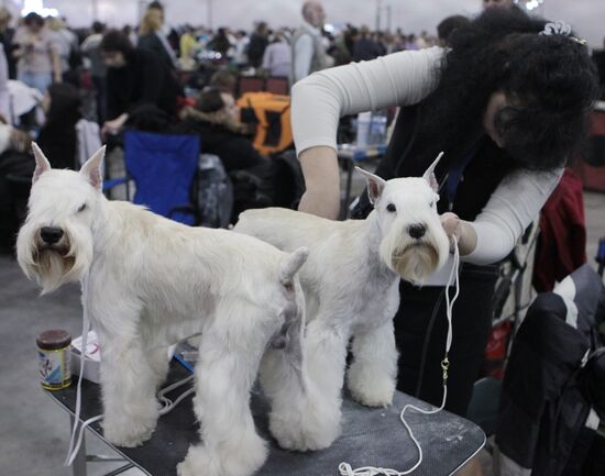International Dog Show "Eurasia 2012" in Moscow