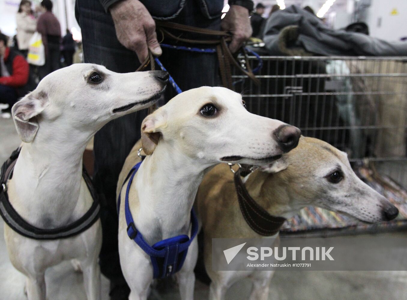 International Dog Show "Eurasia 2012" in Moscow