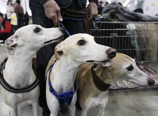 International Dog Show "Eurasia 2012" in Moscow