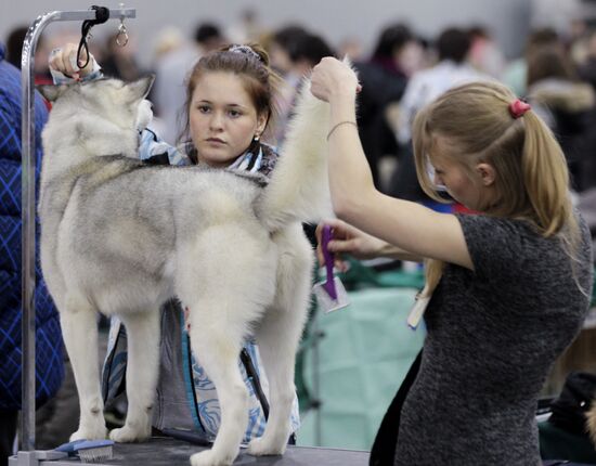 International Dog Show "Eurasia 2012" in Moscow