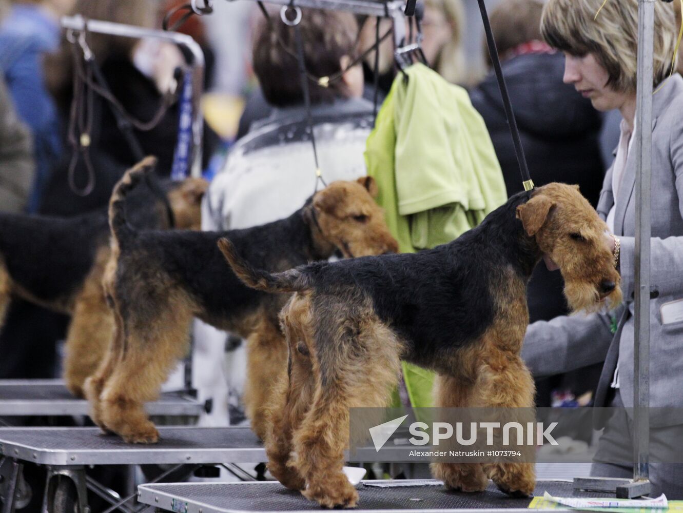 International Dog Show "Eurasia 2012" in Moscow