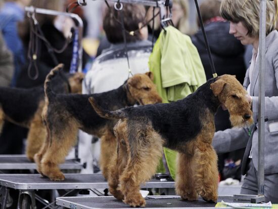 International Dog Show "Eurasia 2012" in Moscow