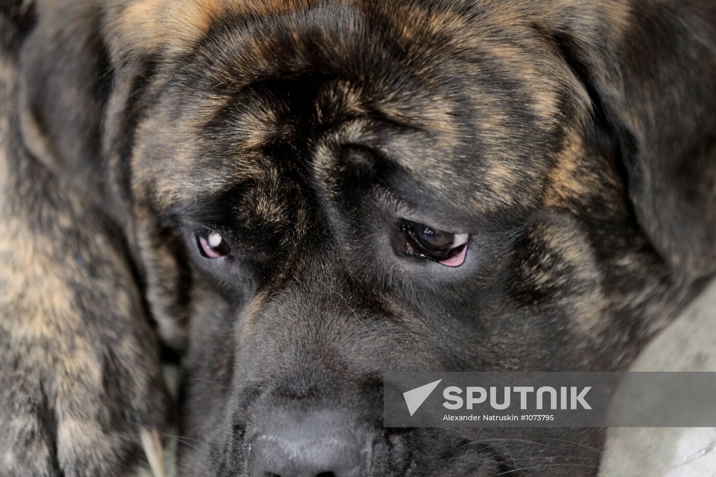 Eurasia international dog show